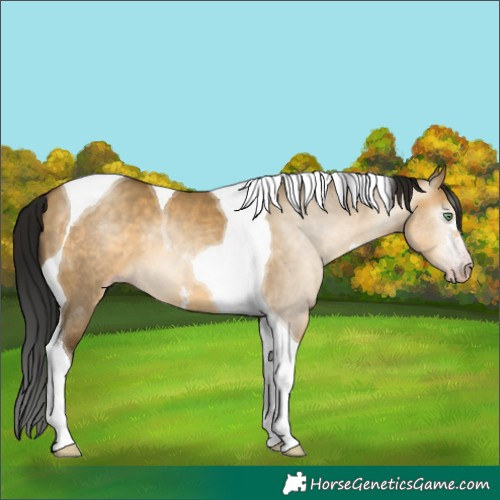 Horse Color:Gray Sable Cream Champagne Dun Sabino Tobiano 