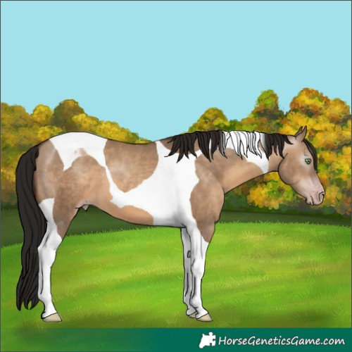 Horse Color:Gray Sable Champagne Dun Tobiano 