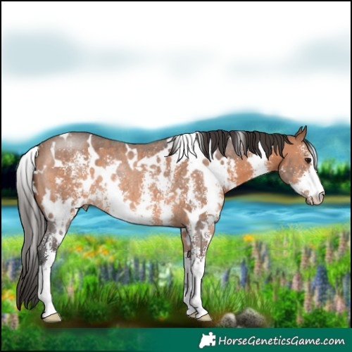 Horse Color:White Spotted Bay Sabino Rabicano