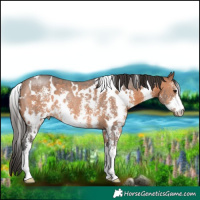 Horse Color:White Spotted Bay Sabino Rabicano 
