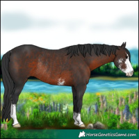 Horse Color:Brown Sabino Rabicano