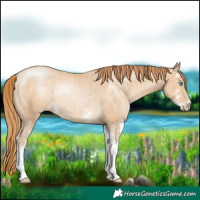 Horse Color:Buckskin Pearl Sabino Rabicano 