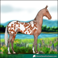 Horse Color:Silver Brown Near Leopard 