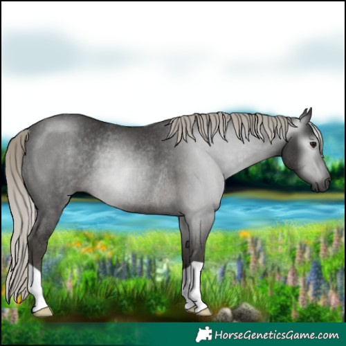 Horse Color:Gray Silver Smoky Black Rabicano