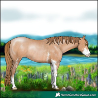 Horse Color:Brown Pearl Sabino Rabicano 
