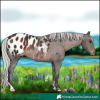 Horse Color:Silver Brown Appaloosa Rabicano