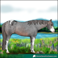 Horse Color:Brown Sabino Appaloosa Rabicano 