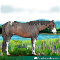 Horse Color:Brown Sabino Appaloosa Rabicano 
