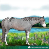 Horse Color:Brown Sabino Appaloosa Rabicano 