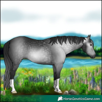Horse Color:Gray Smoky Black 