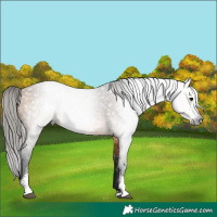Horse Color:Gray Buckskin Sabino Rabicano