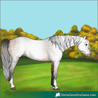 Horse Color:Gray Buckskin Sabino Rabicano 
