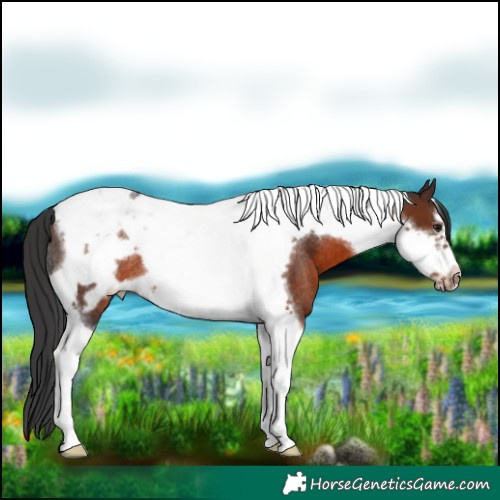 Horse Color:Brown Tobiano Frame Rabicano 