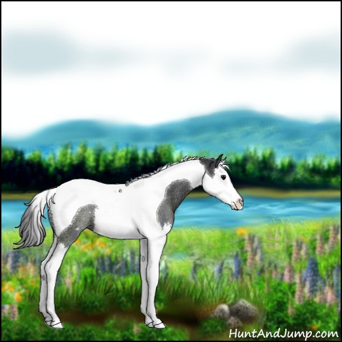 Horse Color:Black Splash Tobiano Rabicano 
