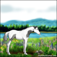 Horse Color:Black Splash Tobiano Rabicano
