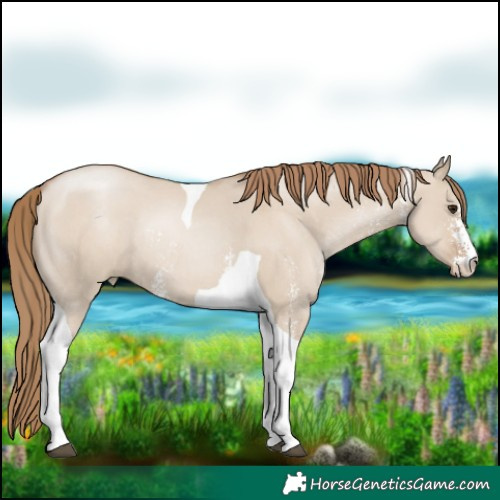 Horse Color:Grullo Pearl Sabino Tobiano Rabicano 