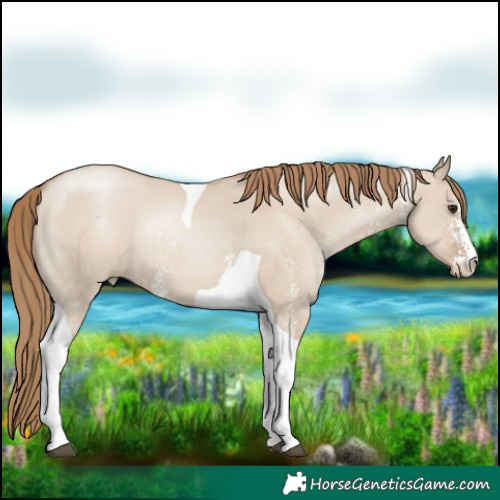 Horse Color:Grullo Pearl Sabino Tobiano Rabicano 
