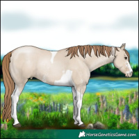 Horse Color:Grullo Pearl Sabino Tobiano Rabicano