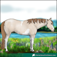 Horse Color:Grullo Pearl Sabino Tobiano Rabicano