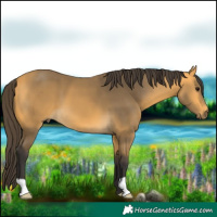 Horse Color:Buckskin 