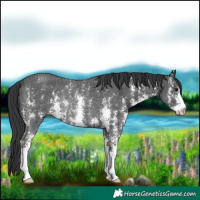 Horse Color:Black Sabino Rabicano 