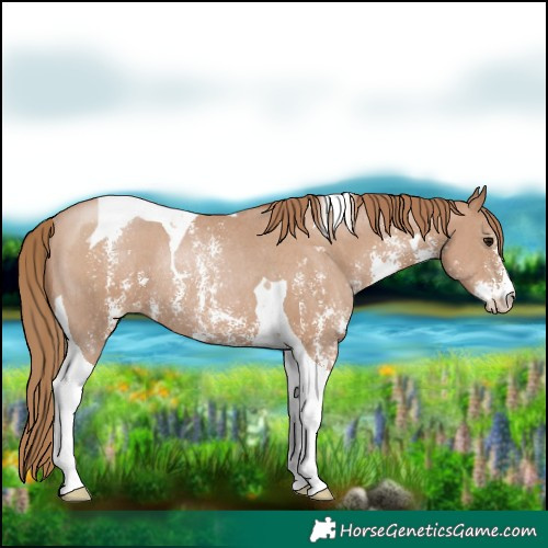 Horse Color:Black Pearl Sabino Tobiano Rabicano