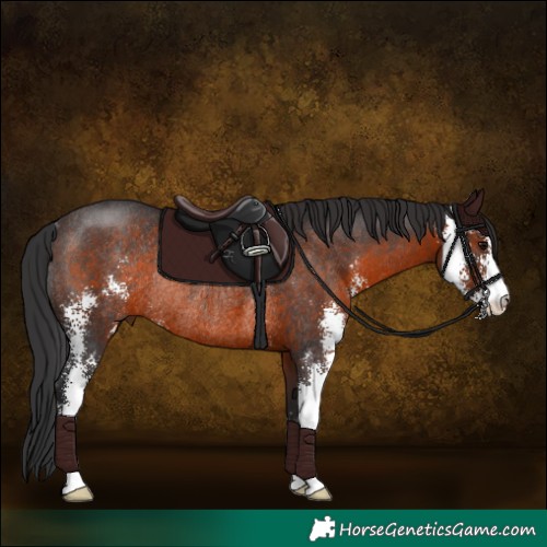 Horse Color:Brown Sabino Rabicano 