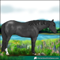Horse Color:Black 