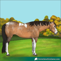 Horse Color:Gray Bay Dun Sabino Tobiano 