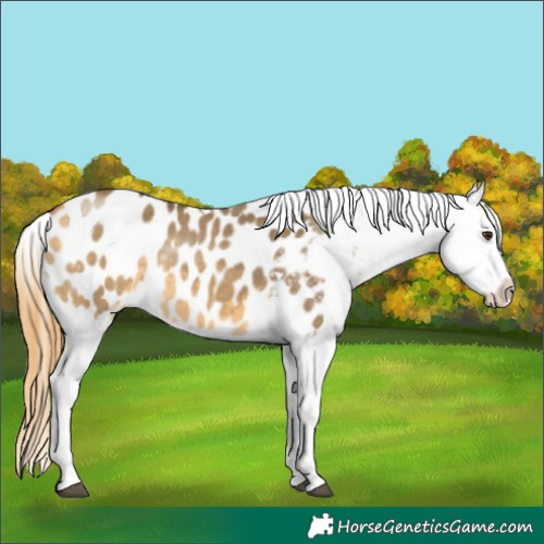 Horse Color:Buckskin Dun Sabino Tobiano Appaloosa 