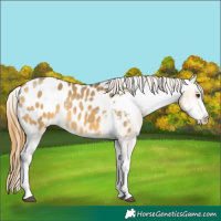 Horse Color:Buckskin Dun Sabino Tobiano Appaloosa 