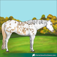 Horse Color:Buckskin Dun Sabino Tobiano Appaloosa