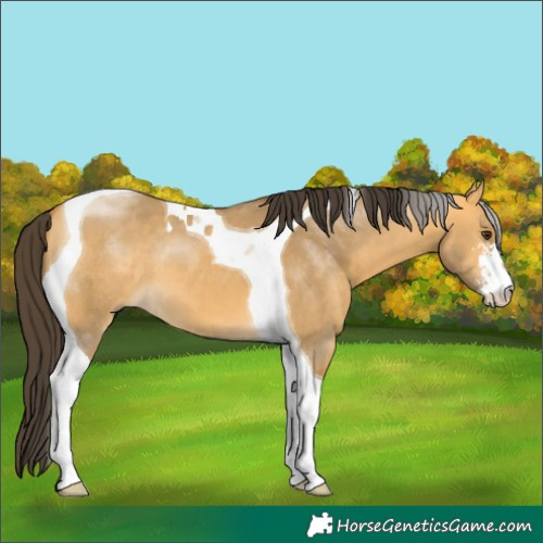 Horse Color:Buckskin Dun Sabino Tobiano 