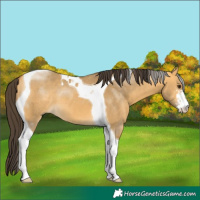 Horse Color:Buckskin Dun Sabino Tobiano