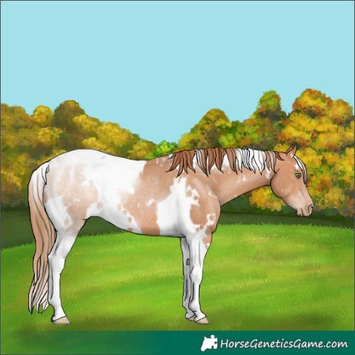 Horse Color:White Spotted Brown Pearl Tobiano Rabicano