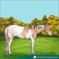 Horse Color:White Spotted Brown Pearl Tobiano Rabicano