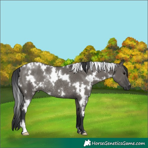 Horse Color:White Spotted Grullo Rabicano 