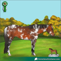 Horse Color:White Spotted Bay 