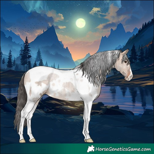 Horse Color:White Spotted Bay Dun Tobiano 