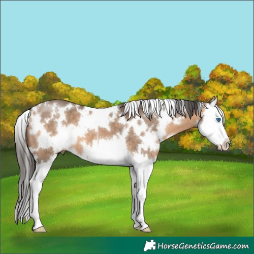 Horse Color:White Spotted Bay Dun Splash 