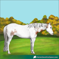 Horse Color:White Spotted Bay Splash Tobiano 