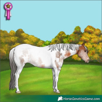 Horse Color:White Spotted Bay Tobiano 