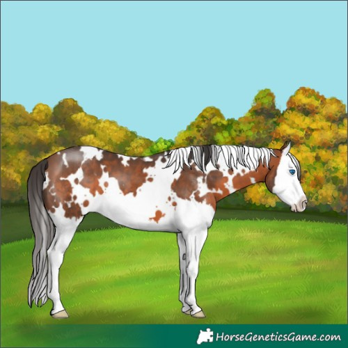 Horse Color:White Spotted Bay Splash 