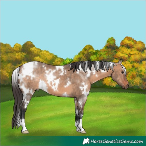 Horse Color:White Spotted Bay Dun 