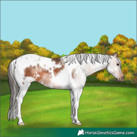 Horse Color:White Spotted Bay Tobiano 