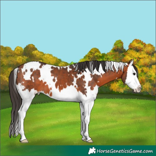 Horse Color:White Spotted Bay Splash 