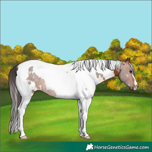 Horse Color:White Spotted Bay Tobiano