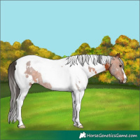 Horse Color:White Spotted Bay Tobiano 