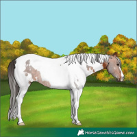 Horse Color:White Spotted Bay Tobiano