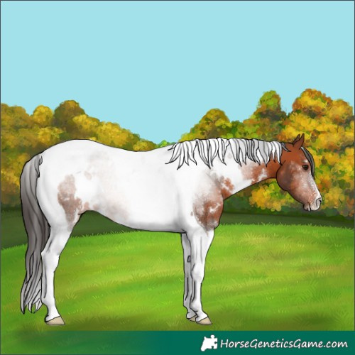 Horse Color:White Spotted Bay Tobiano 